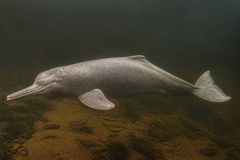 Image of a Orinoco River Dolphin in its natural habitat