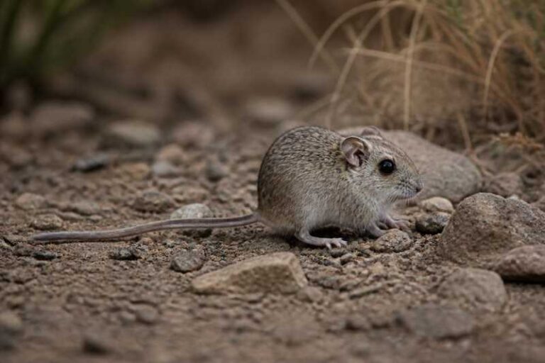 Image of a Overlook Spiny Pocket Mouse in its natural habitat