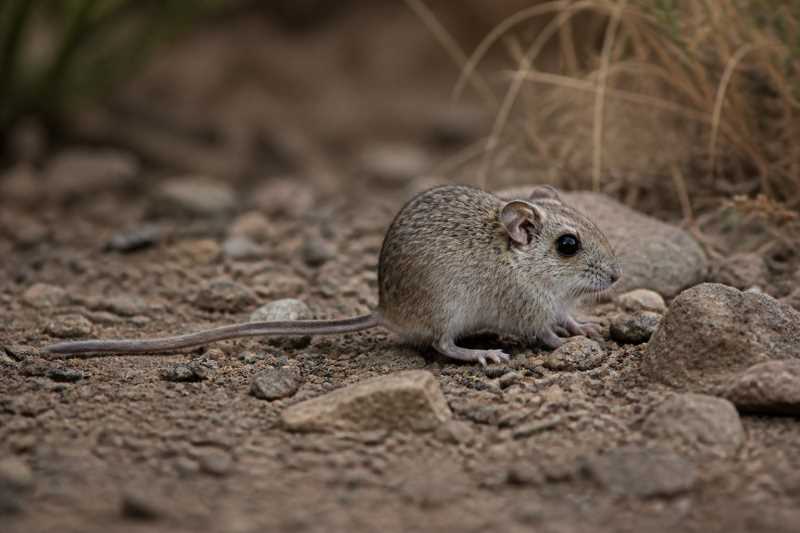 Image of a Overlook Spiny Pocket Mouse in its natural habitat