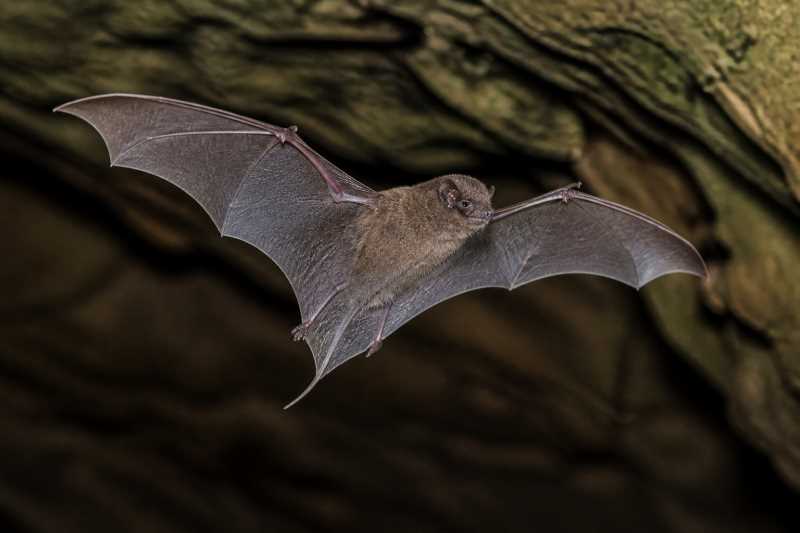 Image of a Pacific Sheath-tailed Bat in its natural habitat