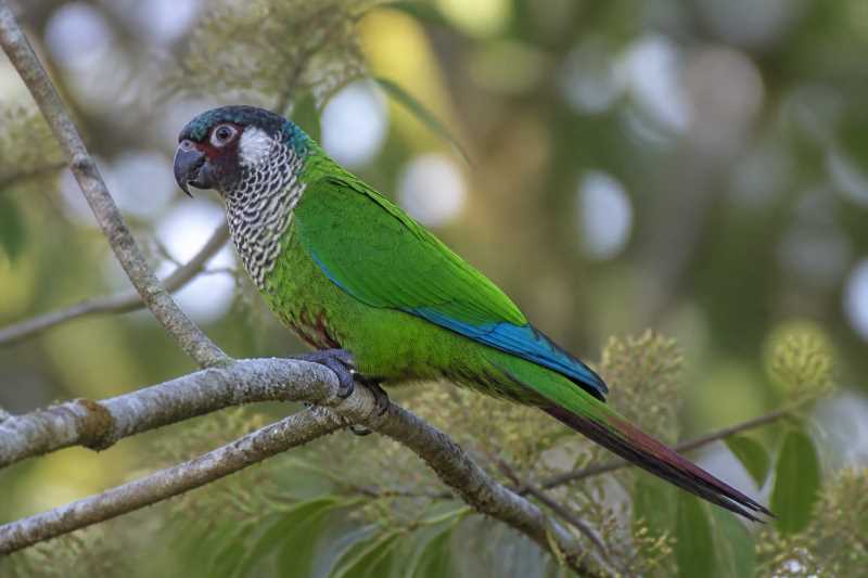 Image of a Painted Parakeet in its natural habitat