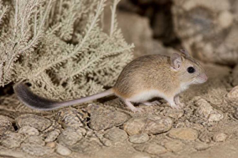 Image of a Pakistan Brush-tailed Mouse in its natural habitat
