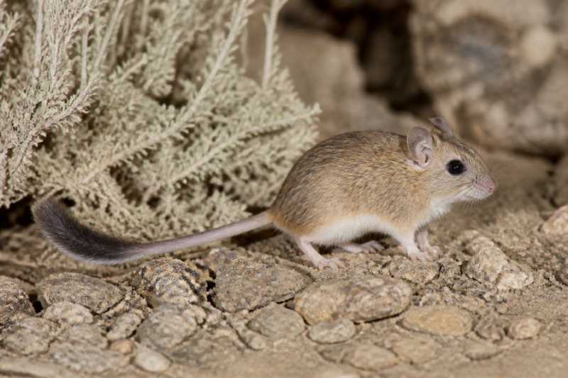 Image of a Pakistan Brush-tailed Mouse in its natural habitat