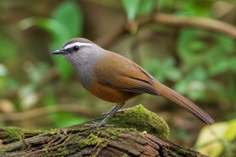 Image of a Palani Laughingthrush in its natural habitat