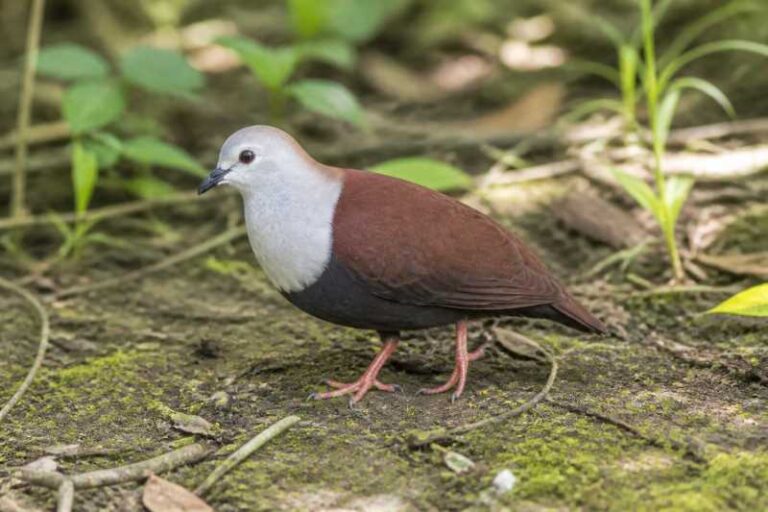 Image of a Palau Ground Dove in its natural habitat