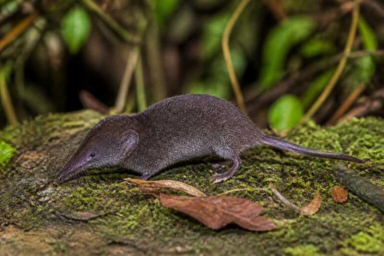 Image of a Palawan Moss Shrew in its natural habitat