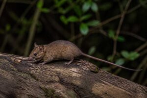 Image of a Palawan Pencil-tailed Tree Mouse in its natural habitat