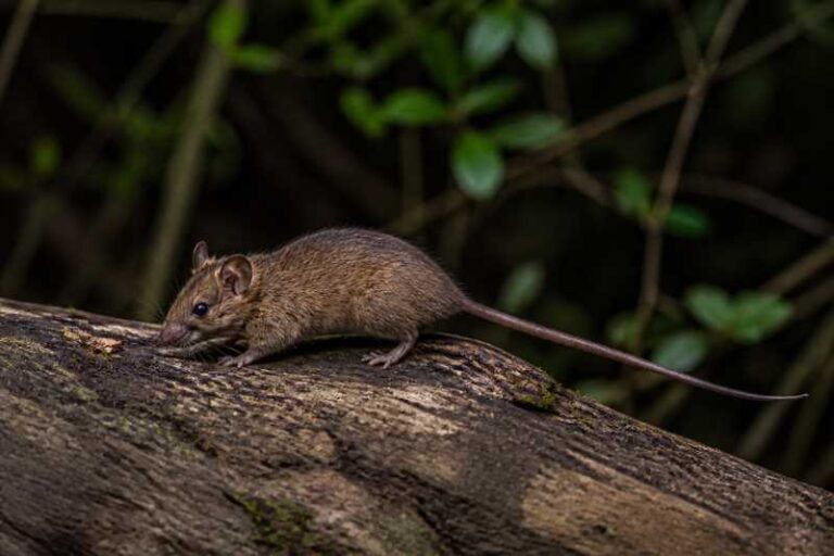 Image of a Palawan Pencil-tailed Tree Mouse in its natural habitat