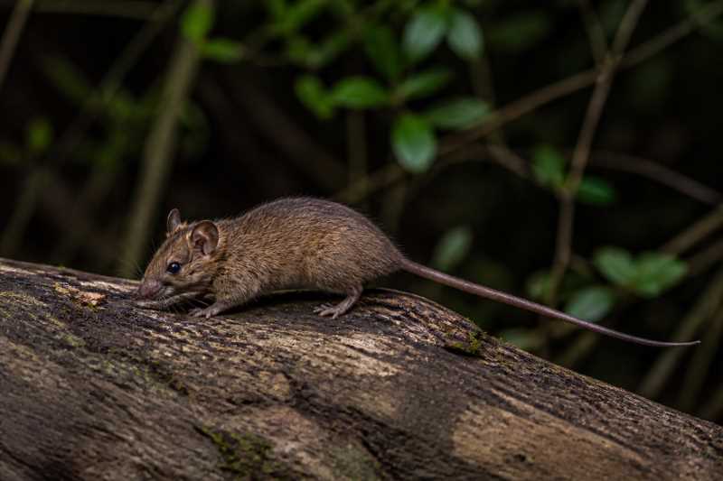 Image of a Palawan Pencil-tailed Tree Mouse in its natural habitat