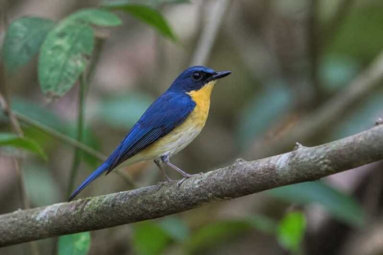 Image of a Palawan Blue Flycatcher in its natural habitat