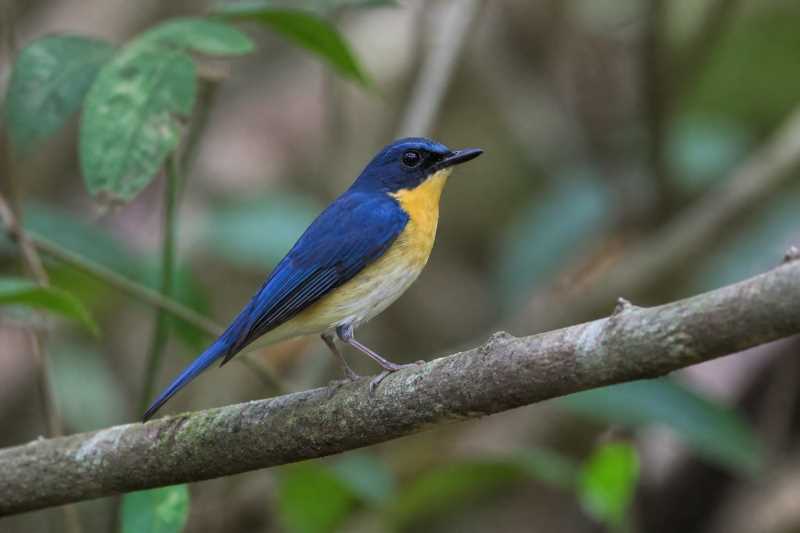 Image of a Palawan Blue Flycatcher in its natural habitat