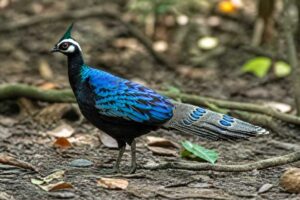 Image of a Palawan Peacock-Pheasant in its natural habitat