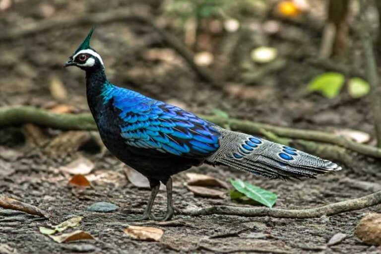 Image of a Palawan Peacock-Pheasant in its natural habitat