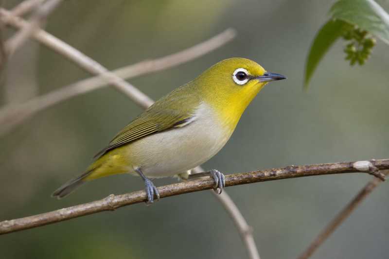 Image of a Pale-bellied White-eye in its natural habitat
