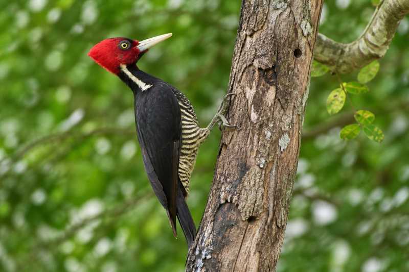 Image of a Pale-billed Woodpecker in its natural habitat