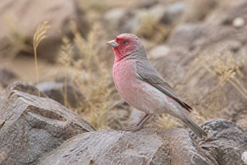 Image of a Pale Rosefinch in its natural habitat