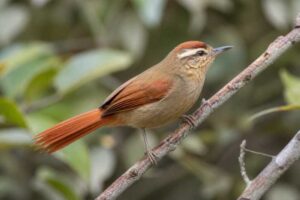 Image of a Pallid Spinetail in its natural habitat