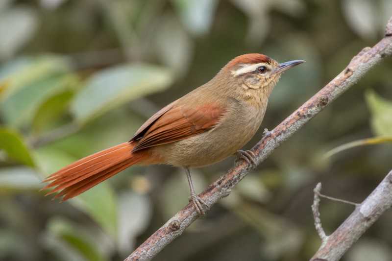 Image of a Pallid Spinetail in its natural habitat