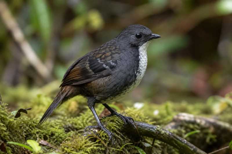 Image of a Papuan Logrunner in its natural habitat