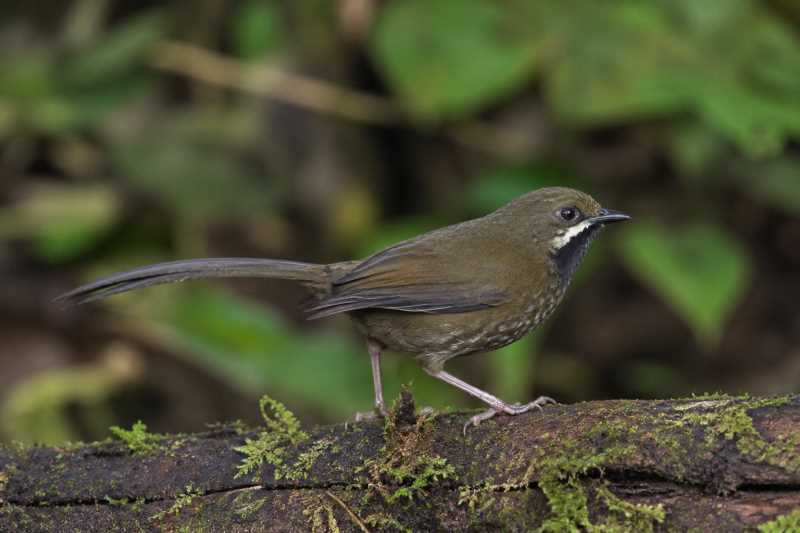 Image of a Papuan Whipbird in its natural habitat