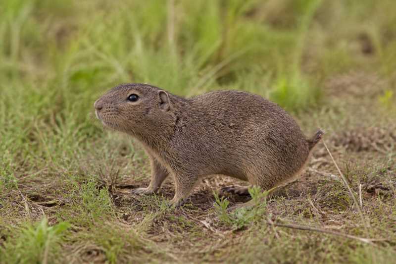 Image of a Paraguayan Tuco-tuco in its natural habitat