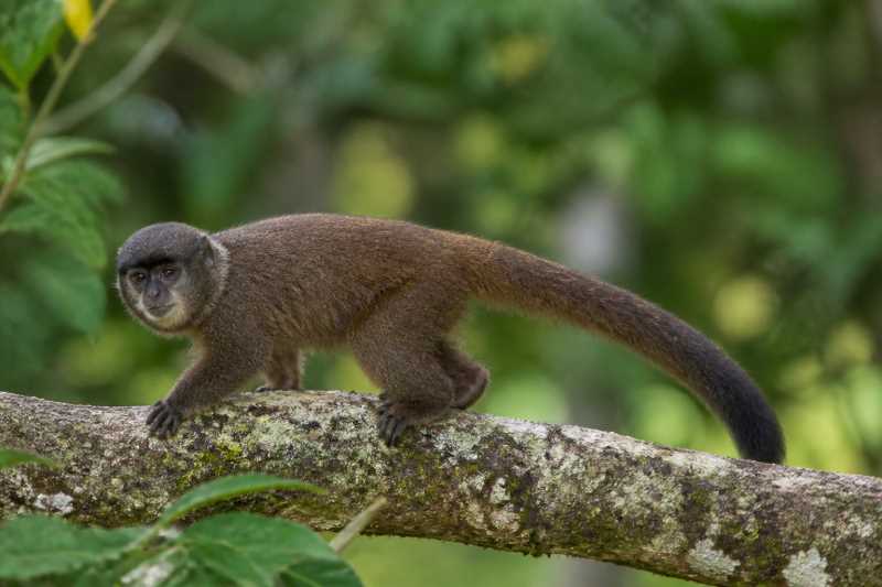 Image of a Parecis Titi in its natural habitat