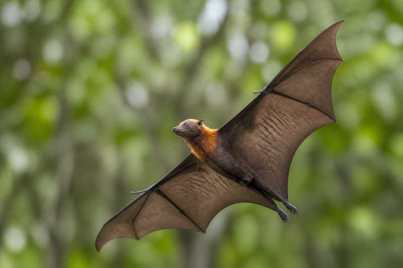Image of a Pemba Flying Fox in its natural habitat