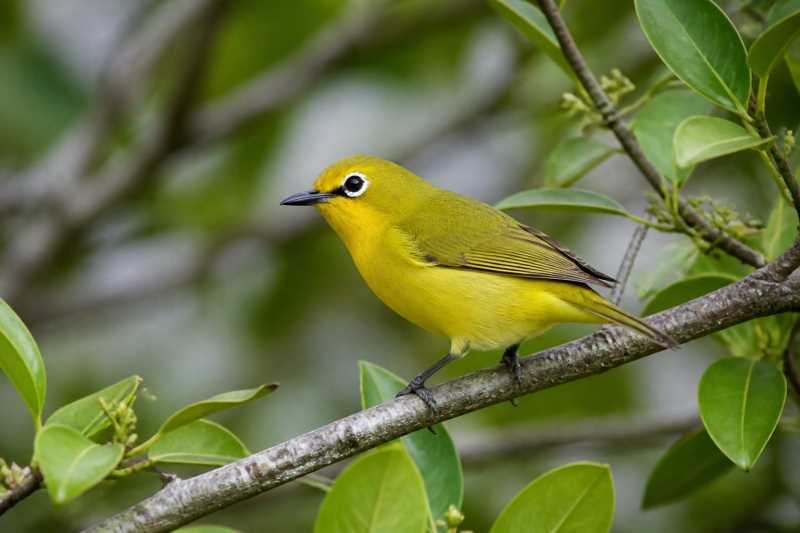 Image of a Pemba White-eye in its natural habitat