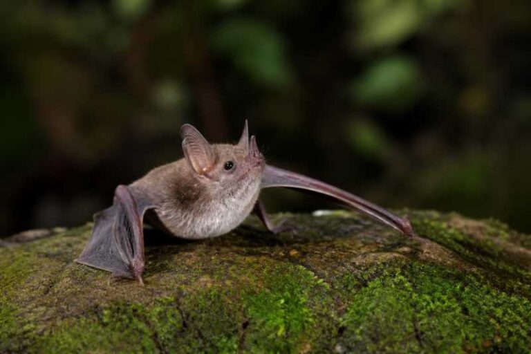 Image of a Peninsular Tube-nosed Bat in its natural habitat