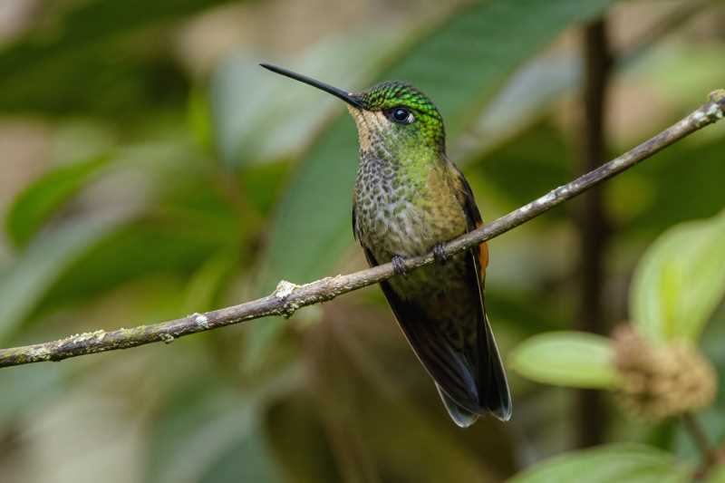 Image of a Perija Starfrontlet in its natural habitat