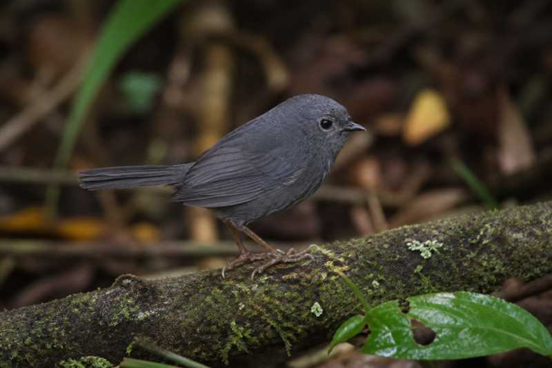 Image of a Perija Tapaculo in its natural habitat