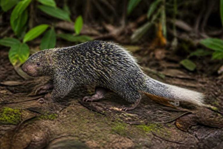 Image of a Pernambuco Dwarf Porcupine in its natural habitat