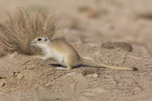 Image of a Persian Jird in its natural habitat