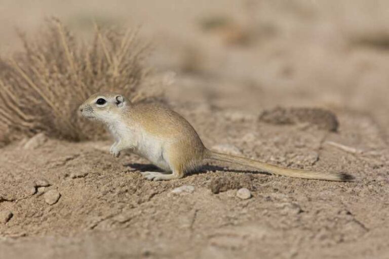 Image of a Persian Jird in its natural habitat
