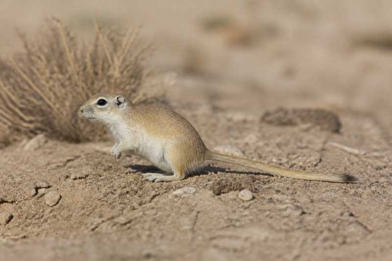 Image of a Persian Jird in its natural habitat