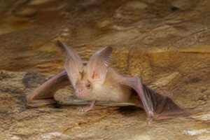 Image of a Persian Trident Bat in its natural habitat