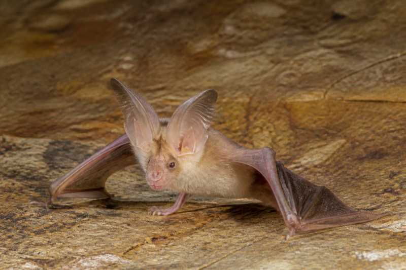 Image of a Persian Trident Bat in its natural habitat