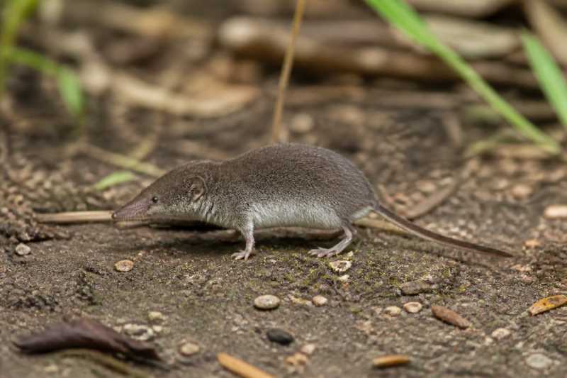 Image of a Peters's White-toothed Shrew in its natural habitat