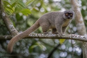 Image of a Peyrieras's Woolly Lemur in its natural habitat