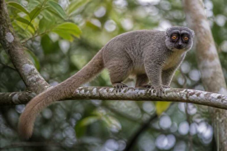 Image of a Peyrieras's Woolly Lemur in its natural habitat