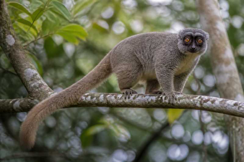 Image of a Peyrieras's Woolly Lemur in its natural habitat