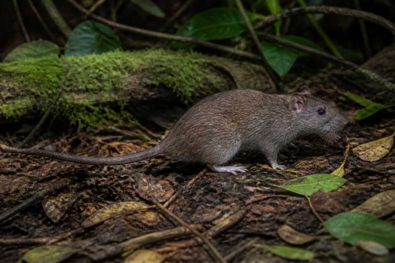 Image of a Philippine Forest Rat in its natural habitat