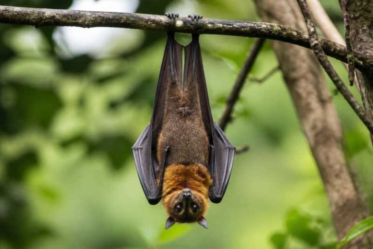 Image of a Philippine Tube-nosed Fruit Bat in its natural habitat