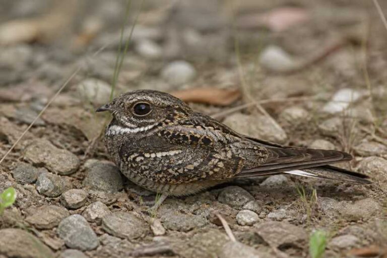 Image of a Philippine Nightjar in its natural habitat