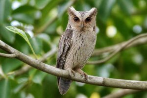 Image of a Philippine Scops Owl in its natural habitat