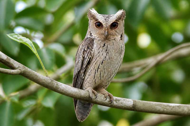 Image of a Philippine Scops Owl in its natural habitat