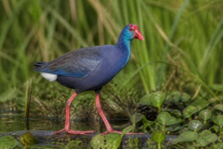 Image of a Philippine Swamphen in its natural habitat
