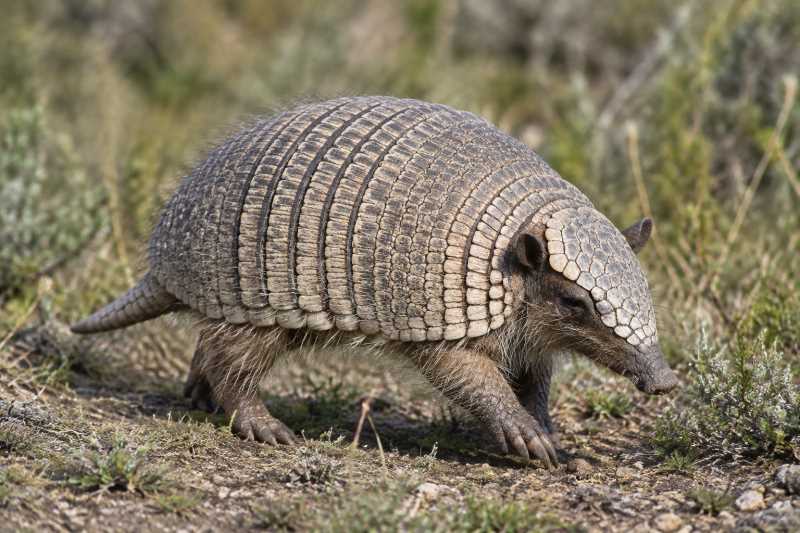Image of a Pichi in its natural habitat