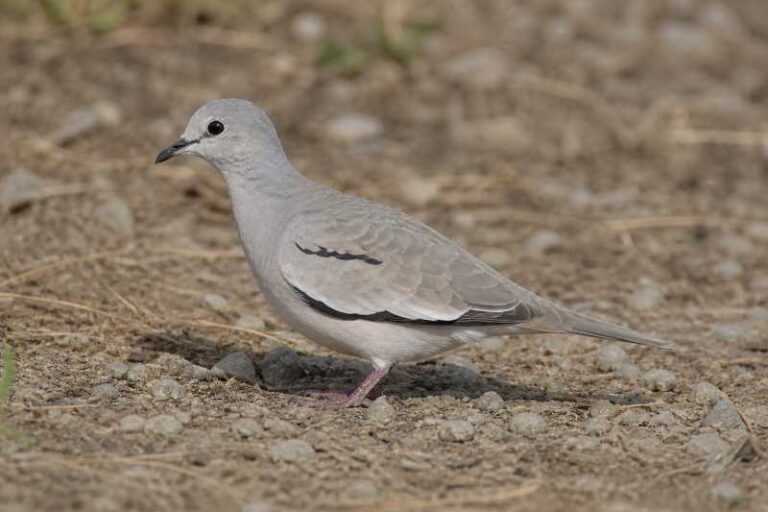Image of a Picui Ground Dove in its natural habitat