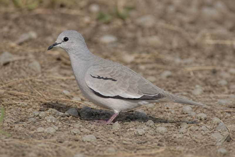 Image of a Picui Ground Dove in its natural habitat
